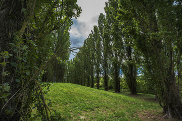 Obraz premium Scenic and beautiful view of trees inside the park of Ferrara