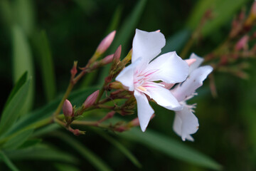 oleander , kwiat ,rozmyte tło ogród - obrazy, fototapety, plakaty