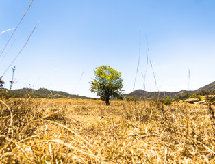 Lonely tree  on a huge field between mountains with blue sky and clouds 