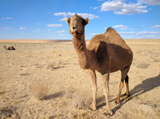 Dromedary, also called the Arabian camel in desert of Turkmenistan 