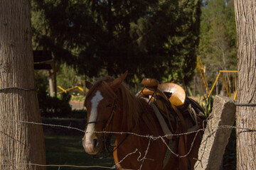 horse on a farm
