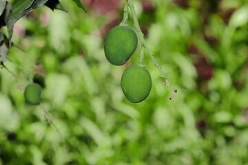 Closeup of unripe mangoes on branches in a garden under the sunlight with a blurry background