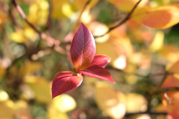 liście czerwone słoneczny dzień,działka,ogród1