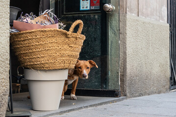 Dog behind a basket looking shyly from the door of a city shop
