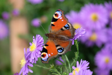 Fototapeta na wymiar Motyl pawie-oczko,kwiat,działka,ogród2