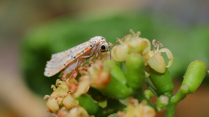 Selective focus shot of a butterfly perched on a flower