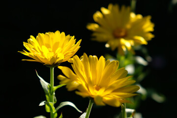 żółte kwiaty w słońcu ,czarne tło