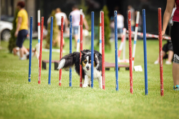 Lovely Border collie is running slalom on czech agility competition slalom. Dogs love it!