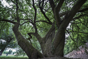 Scenic view of a beautiful tree