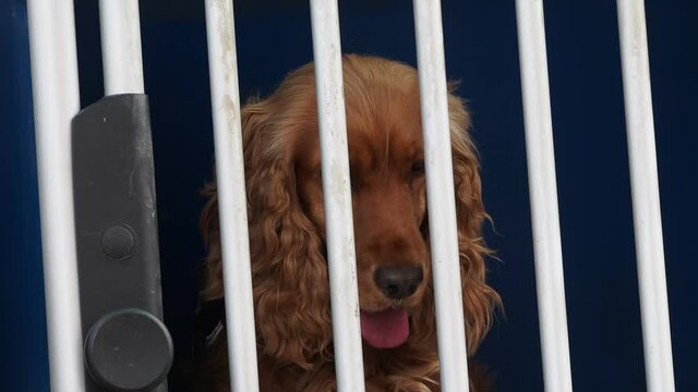 caged cocker spaniel dog looking at you