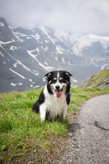 Portrait of border collie is sitting in austria nature near to glossglockner.