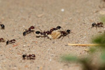 Group of ants helping each other - teamwork concept