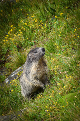 portrait of pouched marmot in Austria nature near to glossglockner