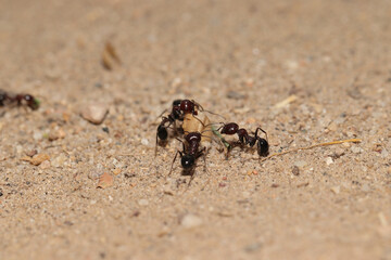 Group of ants helping each other - teamwork concept