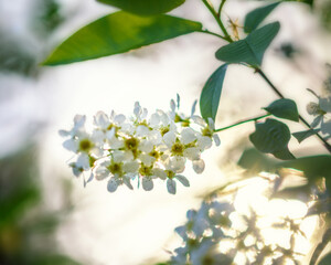 A branch of a flowering cherry tree in close-up, illuminated by the sun. Selective Focus