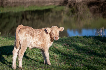Naklejka na ściany i meble Newborn calf in the meadow looking at the camera