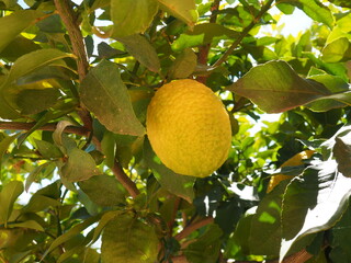 lemon tree