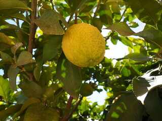 lemon tree