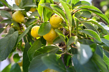 Many mirabelles on the mirabelle tree are waiting to be picked.