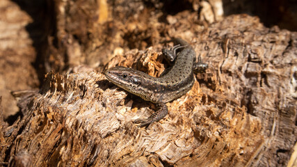 Jaszczurka zwinka Lacerta agilis © Marek