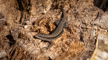 Jaszczurka zwinka Lacerta agilis © Marek
