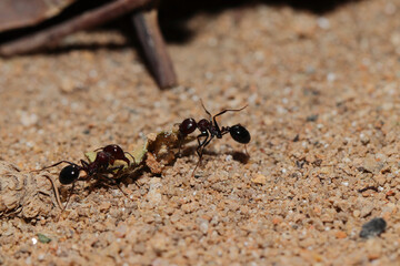 Selective focus shot of ants carrying their food on the ground