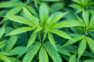 Small legal marijuana bud growing. Close Up on Cannabis Plant

