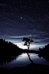Tree silhouette at the lake, CA, USA