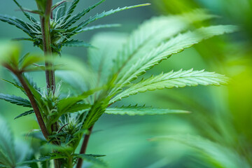 Small legal marijuana bud growing. Close Up on Cannabis Plant
