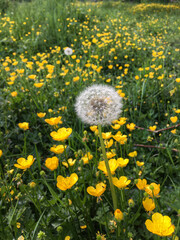 Dandelion and buttercups