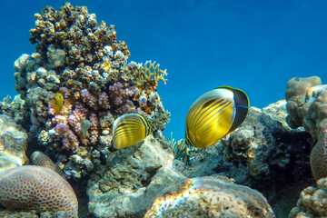 Coral fish Exquisite butterflyfish (Chaetodon austriacus) - Red Sea