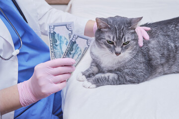 Receiving dollars by a veterinarian for a house call to treat a cat, money in hand