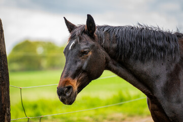 Horse head of a black horse .