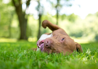 A happy red and white Pit Bull Terrier mixed breed dog rolling in the grass