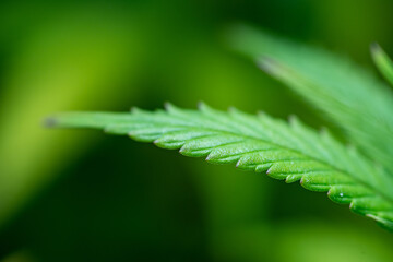 Obraz premium Small legal marijuana bud growing. Close Up on Cannabis Plant 