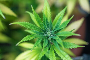 Small legal marijuana bud growing. Close Up on Cannabis Plant
