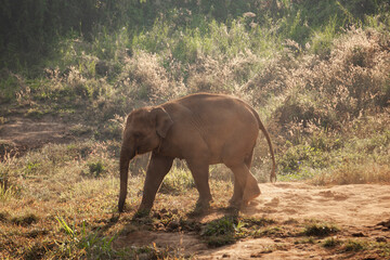 Fototapeta na wymiar Baby Elephant In Morning Sun Asian Elephant Grass Natural Environment