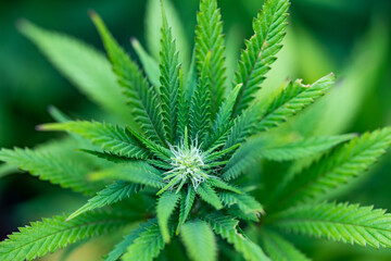 Small legal marijuana bud growing. Close Up on Cannabis Plant
