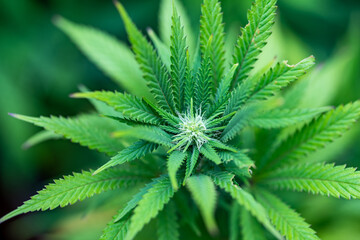 Naklejka na ściany i meble Small legal marijuana bud growing. Close Up on Cannabis Plant 