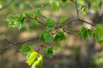 Selective focus, close up of tree branch with young growing leaves in the sunlight. Concept of spring, nature, park or home gardening