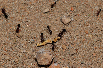 Close up of big ants on ground