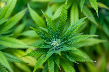 Fototapeta na wymiar Small legal marijuana bud growing. Close Up on Cannabis Plant 
