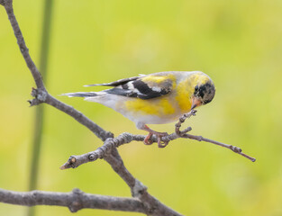 Female Goldfinch ( 