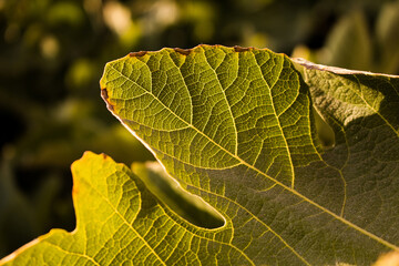 Close up view of fig leaf (Ficus carica) on a tree captured in Izmir / Turkey