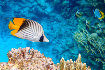 Plakat Coral fish - Threadfin butterflyfish (chaetodon auriga) - Red Sea