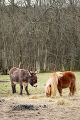 Little donkey and Shetland pony in a field eating hay
