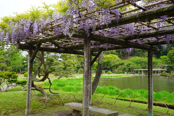 Spring flowers wisteria blooming in garden. Beautiful flowering trellis blossom in Japan - 紫色の藤の花