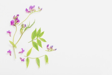 pink wild flowers on white paper background