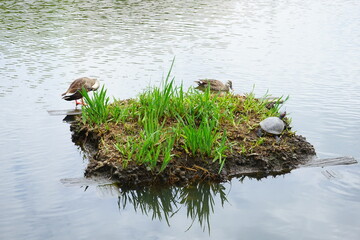 カモと亀
