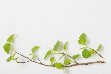 young green leaves on branches on paper background